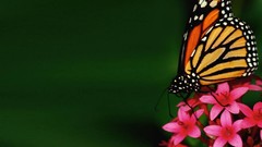 Flowers Butterflies insects