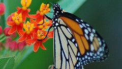 Flowers Butterflies insects