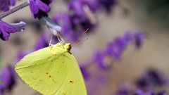 Flowers Butterflies insects
