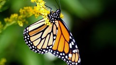 Flowers Butterflies insects