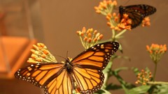 Flowers Butterflies insects