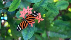Flowers Butterflies insects