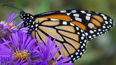 Flowers Butterflies insects