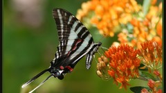 Flowers Butterflies insects