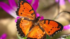 Flowers Butterflies insects