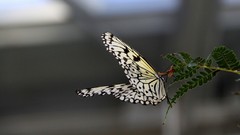Flowers Butterflies insects