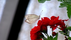 Flowers Butterflies insects