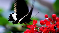 Flowers Butterflies insects