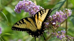 Flowers Butterflies insects