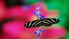 Flowers Butterflies insects