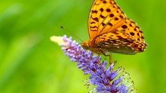 Flowers Butterflies insects