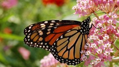 Flowers Butterflies insects