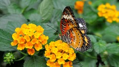 Flowers Butterflies insects