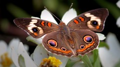 Flowers Butterflies insects