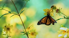 Flowers Butterflies insects bokeh