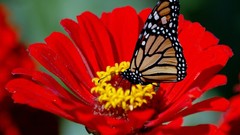 Flowers Butterflies insects digital