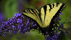 Flowers Butterflies insects purple flowers