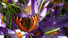 Flowers Butterflies insects purple flowers crocus