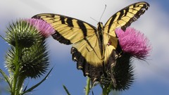 Flowers Butterflies insects Thistles