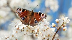 Flowers Butterflies insects white flowers blossoms