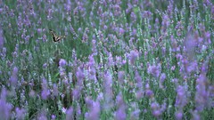 Flowers Butterflies Japan