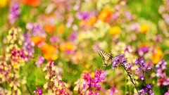 Flowers Butterflies meadows multicolor