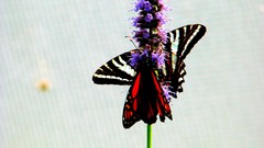 Flowers Butterflies monarch