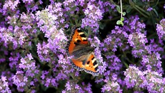Flowers Butterflies peacock