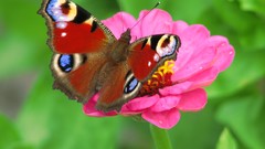 Flowers Butterflies pink