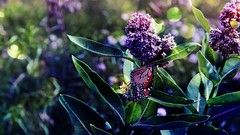Flowers Butterflies Plants