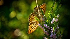 Flowers Butterflies Plants insects bokeh