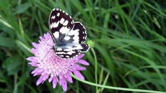 Flowers Butterflies purple flowers
