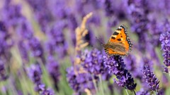 Flowers Butterflies purple flowers blurred background