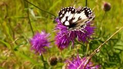 Flowers Butterflies Thistles