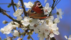 Flowers Butterflies white flowers blossoms