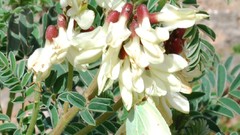 Flowers Butterflies white Green