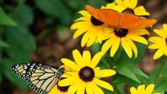 Flowers butterfly insect