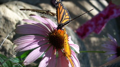Flowers butterfly insect