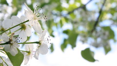 Flowers by puckpup high