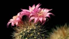 Flowers cactus black background cactus flowers
