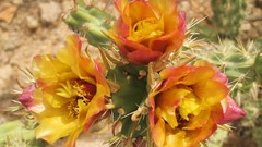 Flowers cactus cactus flowers