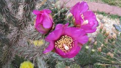 Flowers cactus cactus flowers