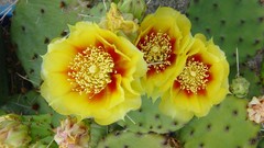 Flowers cactus cactus flowers