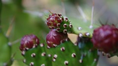 Flowers cactus cactus flowers
