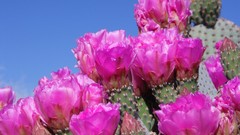 Flowers cactus California national park joshua tree national 