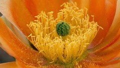 Flowers cactus orange flowers cactus flowers