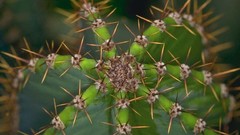 Flowers cactus spikes