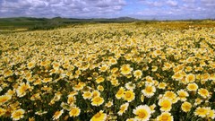 Flowers California fields buttercups