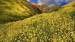 Flowers California fields Wildflowers National valleys
