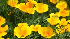 Flowers California macro yellow